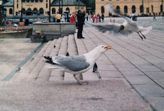 Larus argentatus