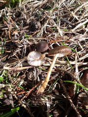 Strobilurus esculentus