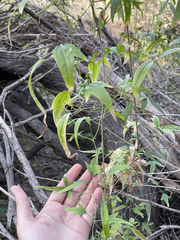 Clematis drummondii