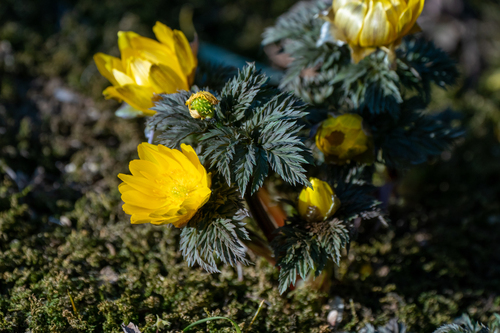 Acute-tip adonis (Adonis multiflora)