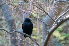 Corvus corone