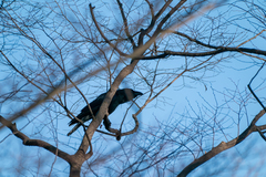 Corvus macrorhynchos