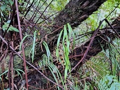 Haplopteris elongata