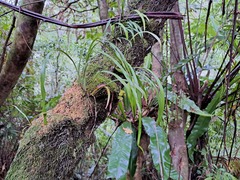Haplopteris elongata