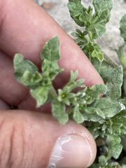 Calibrachoa parviflora
