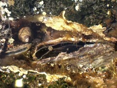 Pinctada imbricata