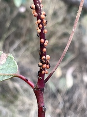 Eriococcus coriaceus