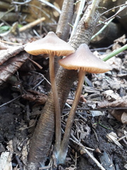 Entoloma hirtipes