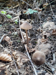 Entoloma hirtipes