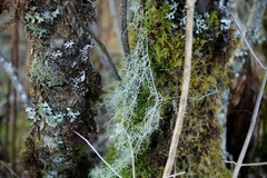 Usnea trichodea