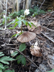Entoloma hirtipes