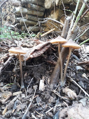 Entoloma hirtipes