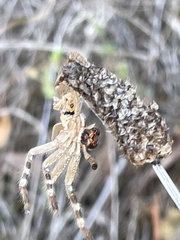 Neosparassus calligaster