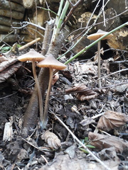 Entoloma hirtipes