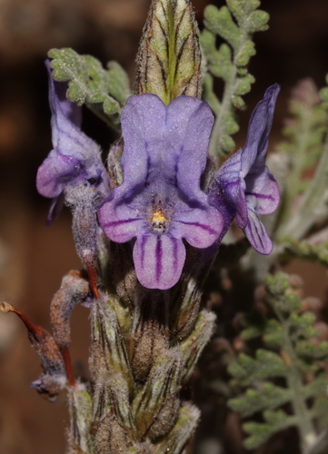 Lavandula multifida L.
