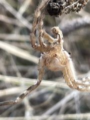 Neosparassus calligaster