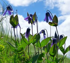 Clematis integrifolia