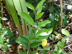 Crossopetalum gaumeri