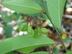 Crossopetalum gaumeri