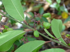Crossopetalum gaumeri