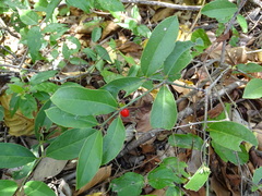 Crossopetalum gaumeri