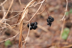 Menispermum dauricum