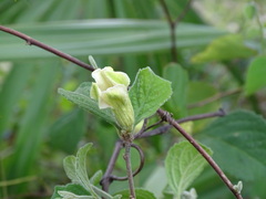 Casearia yucatanensis