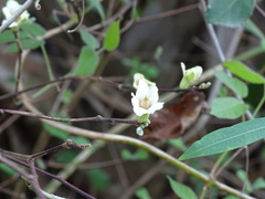 Casearia yucatanensis