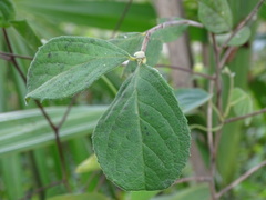 Casearia yucatanensis