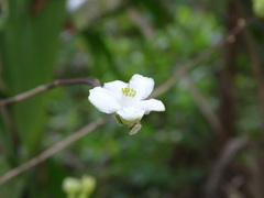 Casearia yucatanensis