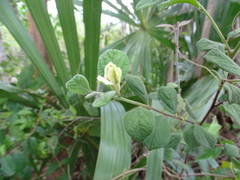 Casearia yucatanensis