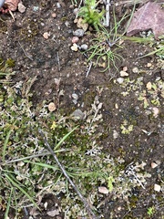 Selaginella cinerascens