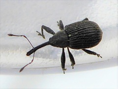 Anthonomus rubi