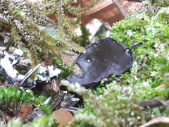 Pseudoplectania nigrella