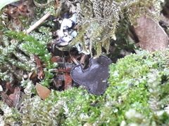 Pseudoplectania nigrella