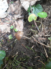 Strobilurus esculentus