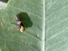 Brunotartessus fulvus