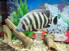 Heterotilapia buettikoferi