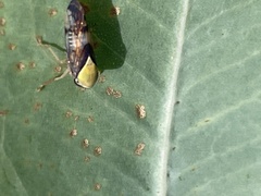 Brunotartessus fulvus