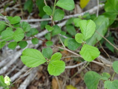 Casearia yucatanensis