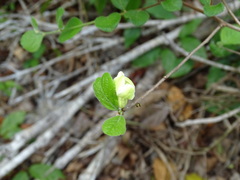 Casearia yucatanensis