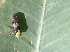 Brunotartessus fulvus