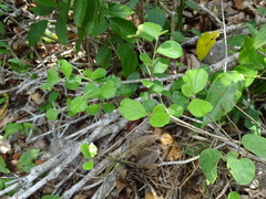 Casearia yucatanensis