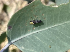 Brunotartessus fulvus