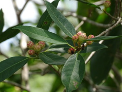 Ficus pertusa