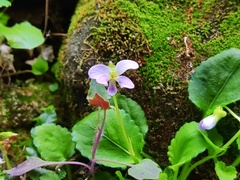 Viola diffusa