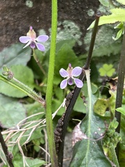 Viola diffusa