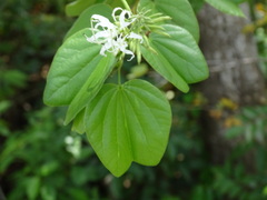 Bauhinia divaricata