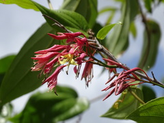 Bauhinia jenningsii