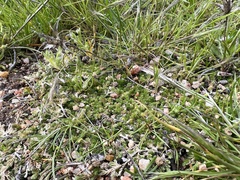 Selaginella cinerascens